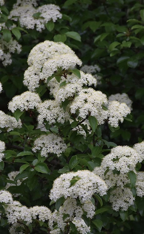 Blackhaw Viburnum - 3 Gallon Pot Blackhaw Viburnum - 3 Gallon Pot -Garden Plants shop viburnum prunifolium black haw 12