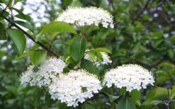 Blackhaw Viburnum - 3 Gallon Pot 5 Blackhaw Viburnum - 3 Gallon Pot -Garden Plants shop viburnum prunifolium black haw 4
