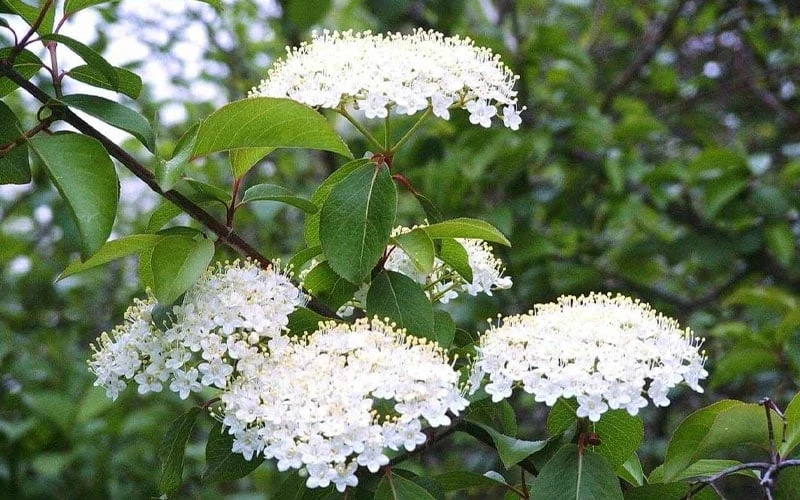 Blackhaw Viburnum - 3 Gallon Pot Blackhaw Viburnum - 3 Gallon Pot -Garden Plants shop viburnum prunifolium black haw 4