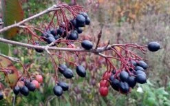 Blackhaw Viburnum - 3 Gallon Pot 4 Blackhaw Viburnum - 3 Gallon Pot -Garden Plants shop viburnum prunifolium black haw 5
