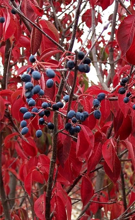Blackhaw Viburnum - 3 Gallon Pot Blackhaw Viburnum - 3 Gallon Pot -Garden Plants shop viburnum prunifolium black haw 6