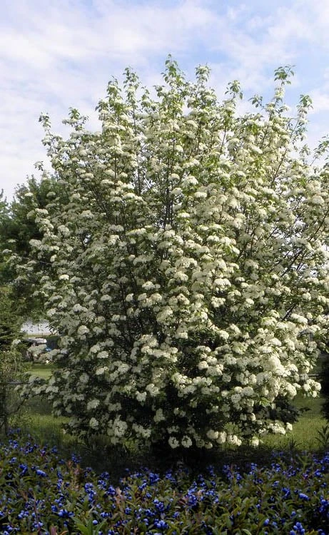 Blackhaw Viburnum - 3 Gallon Pot Blackhaw Viburnum - 3 Gallon Pot -Garden Plants shop viburnum prunifolium black haw 7