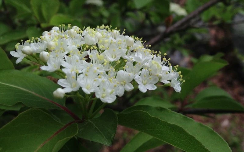 Blackhaw Viburnum - 3 Gallon Pot Blackhaw Viburnum - 3 Gallon Pot -Garden Plants shop viburnum prunifolium black haw 9
