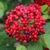 Red Balloon Viburnum - 3 Gallon Pot