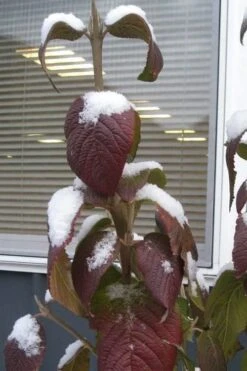 Red Balloon Viburnum - 3 Gallon Pot -Garden Plants shop viburnum rhytidophylloides red balloon 4