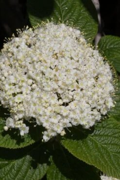 Red Balloon Viburnum - 3 Gallon Pot -Garden Plants shop viburnum rhytidophylloides red balloon 5