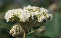 Willowwood Viburnum - 3 Gallon Pot -Garden Plants shop viburnum rhytidophylloides willowwood 2