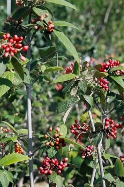 Willowwood Viburnum - 3 Gallon Pot -Garden Plants shop viburnum rhytidophylloides willowwood 5