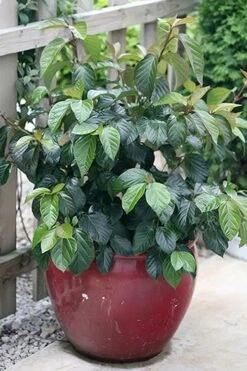 Shiny Dancer Viburnum - 2 Gallon Pot -Garden Plants shop viburnum shiny dancer 26