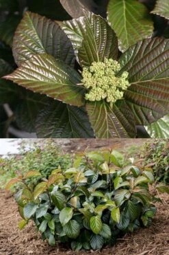 Shiny Dancer Viburnum - 2 Gallon Pot -Garden Plants shop viburnum shiny dancer 27