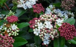 Spring Bouquet Viburnum - 1 Gallon Pot -Garden Plants shop viburnum spring bouquet 800x500 2