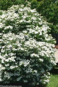 Summer Snowflake Viburnum - 1 Gallon Pot -Garden Plants shop viburnum summer snowflake 102