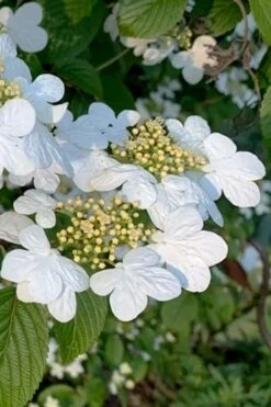 Summer Snowflake Viburnum - 1 Gallon Pot -Garden Plants shop viburnum summer snowflake 103