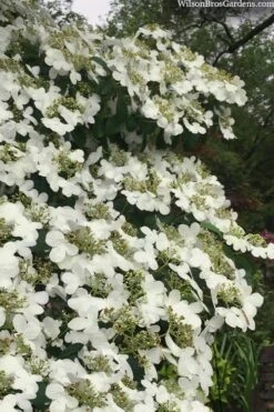 Summer Snowflake Viburnum - 1 Gallon Pot -Garden Plants shop viburnum summer snowflake 105