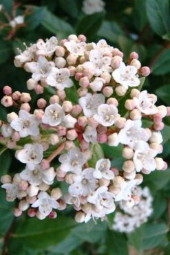 Spring Bouquet Viburnum - 3 Gallon Pot -Garden Plants shop viburnum tinus spring bouquet 1 2
