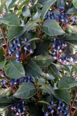 Spring Bouquet Viburnum - 6 Pack Of 1 Gallon Pots 6 Spring Bouquet Viburnum - 6 Pack Of 1 Gallon Pots -Garden Plants shop viburnum tinus spring bouquet 5