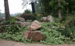 Variegated Bigleaf Periwinkle (Vinca Major 'Variegata') - 6 Pack Of Pint Pots -Garden Plants shop vinca major variegata big leaf periwinkle 12 1