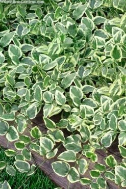 Variegated Bigleaf Periwinkle (Vinca Major 'Variegata') - 6 Pack Of Pint Pots -Garden Plants shop vinca major variegata big leaf periwinkle 14