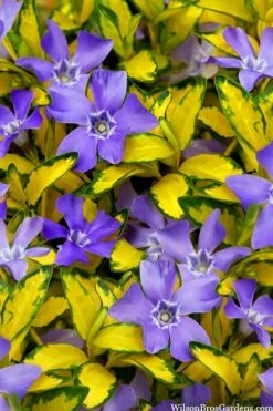 Illumination Variegated Periwinkle (Vinca Minor) - 6 Pack Of Pint Pots -Garden Plants shop vinca minor illumination 10