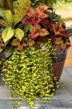 Illumination Variegated Periwinkle (Vinca Minor) - 6 Pack Of Pint Pots -Garden Plants shop vinca minor illumination 7