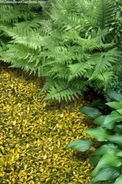 Illumination Variegated Periwinkle (Vinca Minor) - 6 Pack Of Pint Pots -Garden Plants shop vinca minor illumination 8