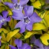 Illumination Variegated Periwinkle (Vinca Minor) - 6 Pack Of Pint Pots