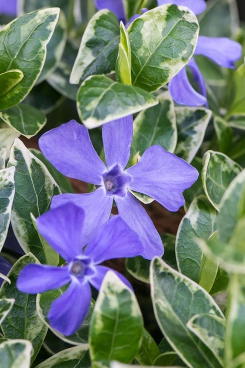 Ralph Shugert Variegated Periwinkle (Vinca minor) - 10 Pack of Pint Pots Ralph Shugert Variegated Periwinkle (Vinca Minor) - 10 Pack Of Pint Pots -Garden Plants shop vinca minor ralph shugert variegated evergreen periwinkle 1 1