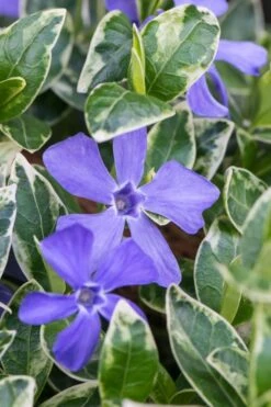 Ralph Shugert Variegated Periwinkle - Vinca Minor - 3 Pack Of Pint Pots