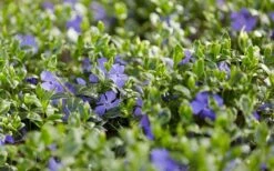 Ralph Shugert Variegated Periwinkle (Vinca Minor) - 10 Pack Of Pint Pots 7 Ralph Shugert Variegated Periwinkle (Vinca Minor) - 10 Pack Of Pint Pots -Garden Plants shop vinca minor ralph shugert variegated evergreen periwinkle 3 1