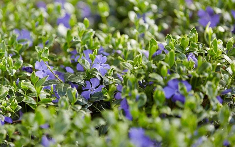 Ralph Shugert Variegated Periwinkle (Vinca minor) - 10 Pack of Pint Pots Ralph Shugert Variegated Periwinkle (Vinca Minor) - 10 Pack Of Pint Pots -Garden Plants shop vinca minor ralph shugert variegated evergreen periwinkle 3 1