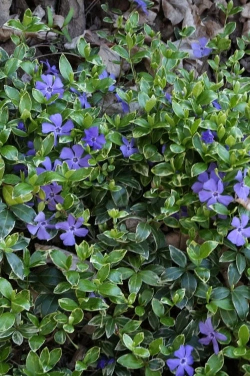 Ralph Shugert Variegated Periwinkle (Vinca minor) - 10 Pack of Pint Pots Ralph Shugert Variegated Periwinkle (Vinca Minor) - 10 Pack Of Pint Pots -Garden Plants shop vinca minor ralph shugert variegated evergreen periwinkle 4 1