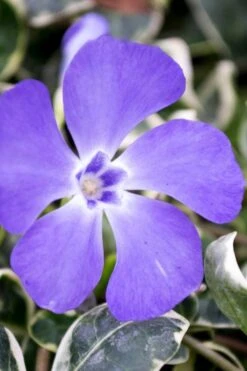 Ralph Shugert Variegated Periwinkle (Vinca Minor) - 10 Pack Of Pint Pots 6 Ralph Shugert Variegated Periwinkle (Vinca Minor) - 10 Pack Of Pint Pots -Garden Plants shop vinca minor ralph shugert variegated evergreen periwinkle 6 1