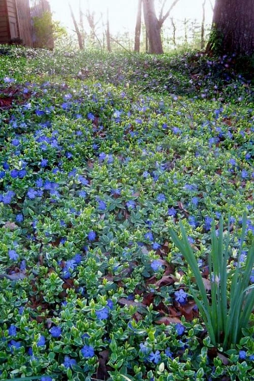 Ralph Shugert Variegated Periwinkle (Vinca minor) - 10 Pack of Pint Pots Ralph Shugert Variegated Periwinkle (Vinca Minor) - 10 Pack Of Pint Pots -Garden Plants shop vinca minor ralph shugert variegated evergreen periwinkle 7 1