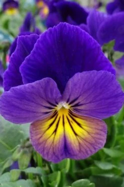 Celestial Northern Lights Hardy Viola - 5 Pack Of Quarts -Garden Plants shop viola celestial northern lights 2