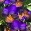 Celestial Northern Lights Hardy Viola - 5 Pack Of Quarts