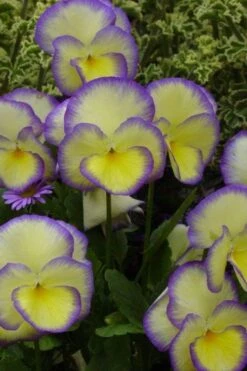 Etain Hardy Viola - 5 Pack Of Quart Pots -Garden Plants shop viola etain 1