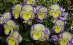 Etain Hardy Viola - 5 Pack Of Quart Pots -Garden Plants shop viola etain 2