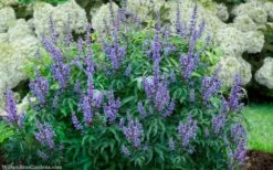 Blue Diddley Dwarf Chaste Tree (Vitex Agnus-castus) - 1 Gallon Pot 3 Blue Diddley Dwarf Chaste Tree (Vitex Agnus-castus) - 1 Gallon Pot -Garden Plants shop vitex agnus castus blue diddley 20