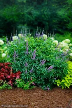 Blue Diddley Dwarf Chaste Tree (Vitex Agnus-castus) - 1 Gallon Pot 4 Blue Diddley Dwarf Chaste Tree (Vitex Agnus-castus) - 1 Gallon Pot -Garden Plants shop vitex agnus castus blue diddley 22