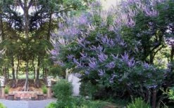 Shoal Creek Blue Chaste Tree (Vitex) - 7 Gallon Pot 5 Shoal Creek Blue Chaste Tree (Vitex) - 7 Gallon Pot -Garden Plants shop vitex agnus castus shoal creek chaste tree 53 1