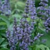 Blue Diddley Dwarf Chaste Tree (Vitex Agnus-castus) - 1 Gallon Pot