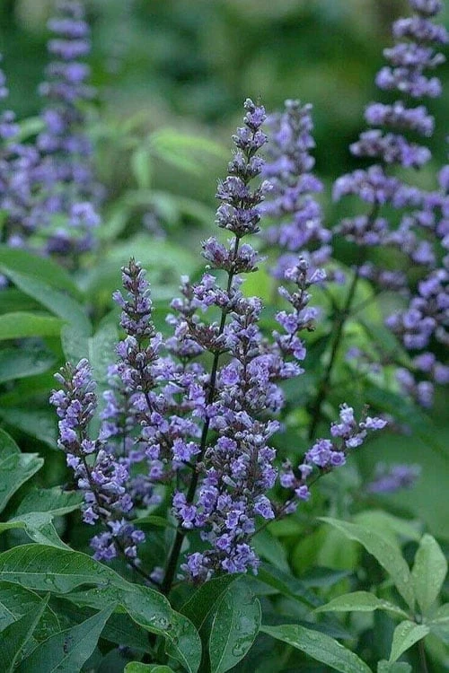 Blue Diddley Dwarf Chaste Tree (Vitex agnus-castus) - 1 Gallon Pot Blue Diddley Dwarf Chaste Tree (Vitex Agnus-castus) - 1 Gallon Pot -Garden Plants shop vitex blue diddley dwarf chaste tree 21