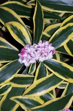 Marianni Variegated Pink Winter Daphne - 2 Gallon Pot -Garden Plants shop winter daphne marianni 3