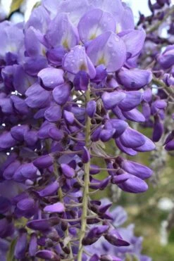Okayama Silky Wisteria Vine - 3 Gallon Pot -Garden Plants shop wisteria brachybrotrys okayama silky wisteria vine 1