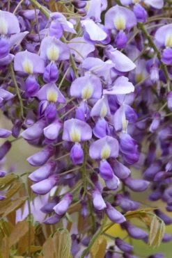 Okayama Silky Wisteria Vine - 3 Gallon Pot -Garden Plants shop wisteria brachybrotrys okayama silky wisteria vine 4