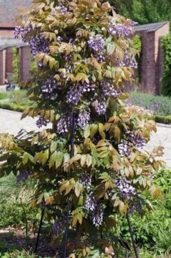 Okayama Silky Wisteria Vine - 3 Gallon Pot -Garden Plants shop wisteria brachybrotrys okayama silky wisteria vine 7