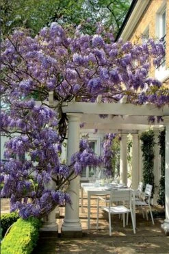 Okayama Silky Wisteria Vine - 3 Gallon Pot -Garden Plants shop wisteria brachybrotrys okayama silky wisteria vine 9