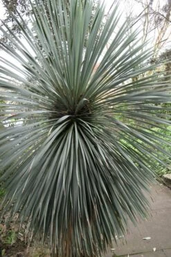 Big Bend Yucca Rostrata - 3 Gallon Pot -Garden Plants shop yucca rostrata big bend beaked yucca 15