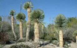 Big Bend Yucca Rostrata - 3 Gallon Pot -Garden Plants shop yucca rostrata big bend beaked yucca 17