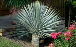 Big Bend Yucca Rostrata - 3 Gallon Pot -Garden Plants shop yucca rostrata big bend beaked yucca 19
